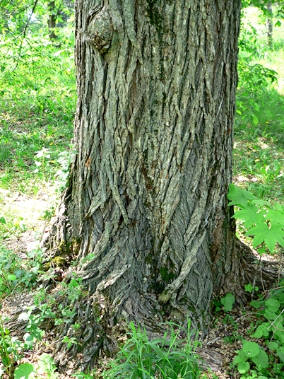 {Ulmus americana}
